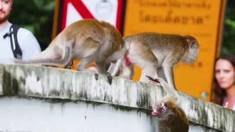 Monkeys Fighting on a Wall in Krabi Stock Footage 308628898
