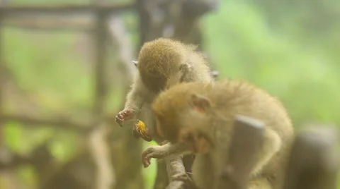Monkeys in the fog. Video stock 57113634
