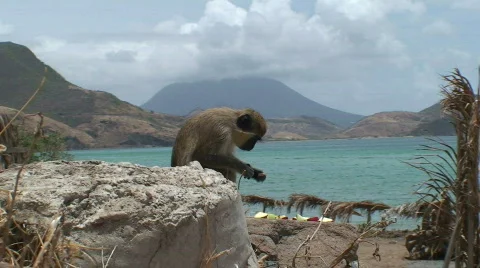 Monkeys Stock Footage 435801