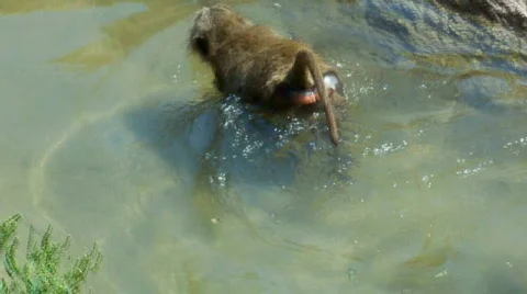 Monkeys Stock Footage 504574