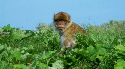 Monkeys 스톡 동영상 510525