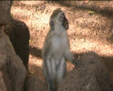 Monkeys  Stock Footage 560327