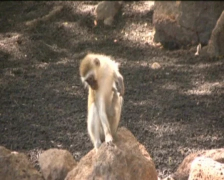 Monkeys  Stock Footage 560328