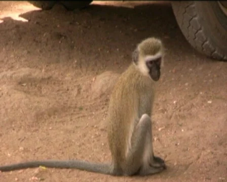 Monkeys  Stock Footage 560329