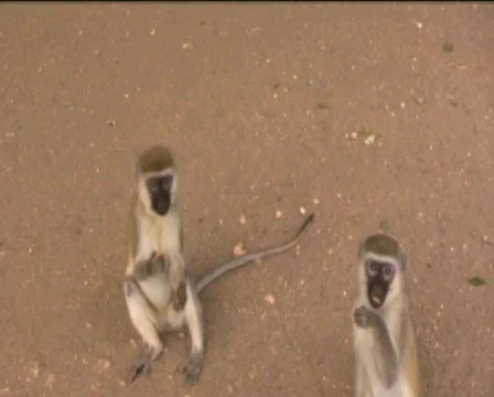 Monkeys  Stock Footage 560333