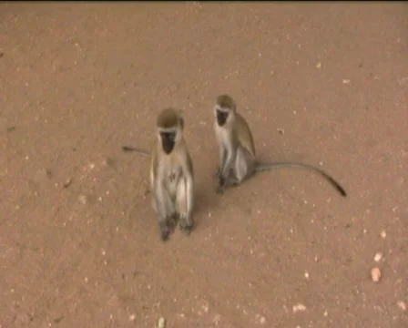 Monkeys  Stock Footage 560336