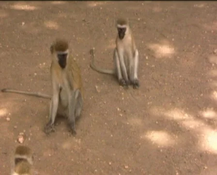 Monkeys  Stock Footage 560337