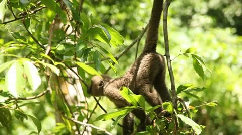 Monkeys Video stock 10736972