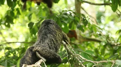 Monkeys Video stock 10736985