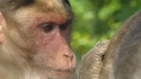 Monkeys Stock Footage 33875649