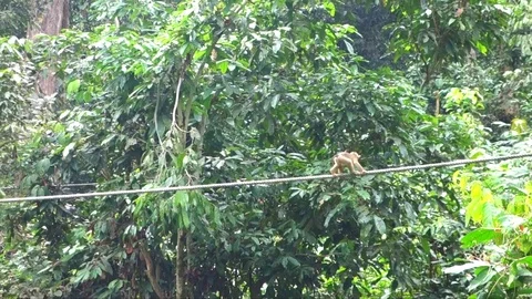 Monkeys Video stock 77946264