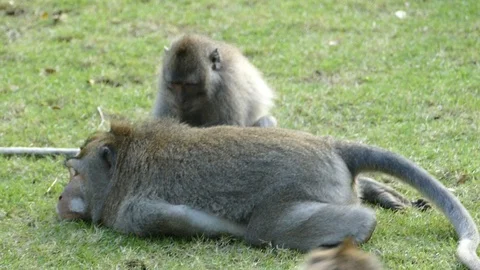 Monkeys Stock Footage 86760025