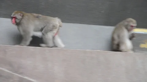 Monkeys Stock Footage 94459232