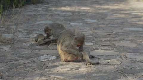 Monkeys Stock Footage 111450117