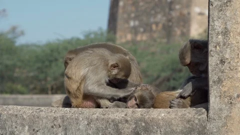 Monkeys Stock Footage 111450147