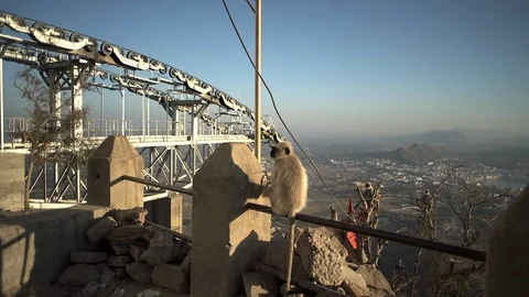 Monkeys Stock Footage 111790099