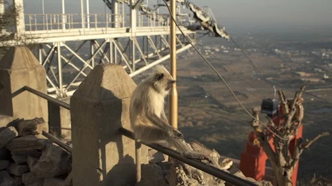 Monkeys Stock Footage 111790165