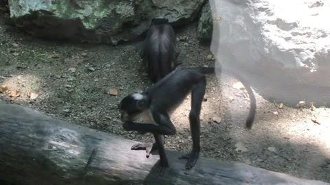 MONKEYS Stock Footage 135029779