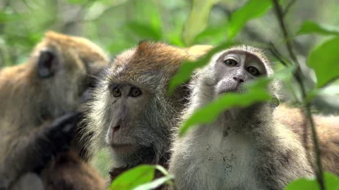 Monkeys 库存影片 150126575