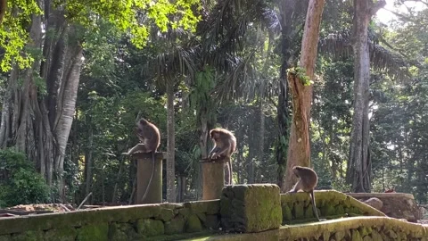 Monkeys Stock Footage 156368272