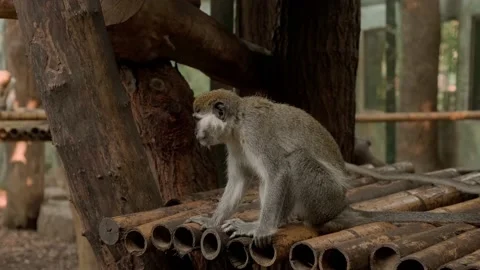 Monkeys Stock Footage 160343249