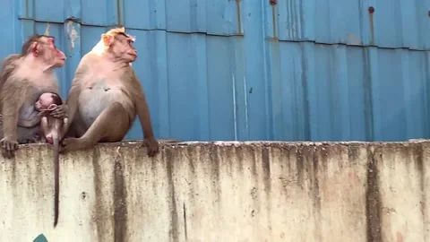 Monkeys Stock Footage 172521789