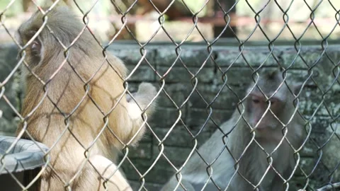 Monkeys Stock Footage 209528996