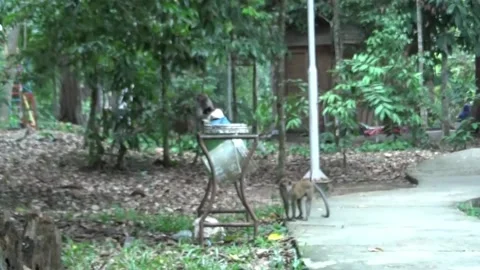 Monkeys forage in trash Stock Footage 135786444