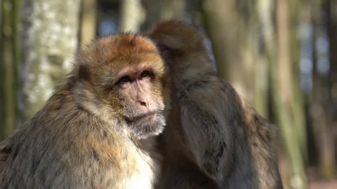 Monkeys in forest 02 Stock Footage 273710295