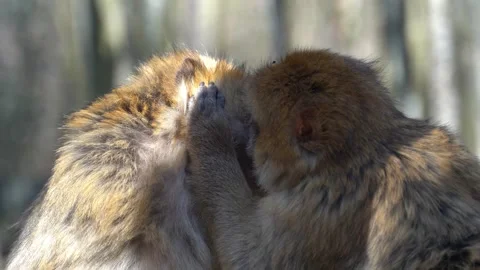 Monkeys in forest 03 Stockbeeldmateriaal 273710288