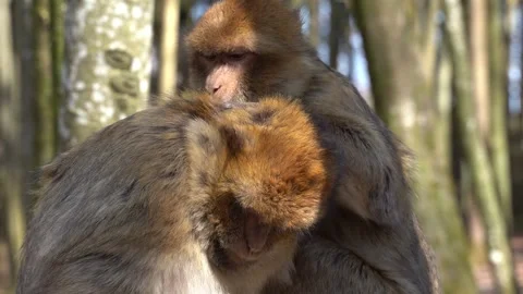 Monkeys in forest cleaning each other Stockbeeldmateriaal 273710305