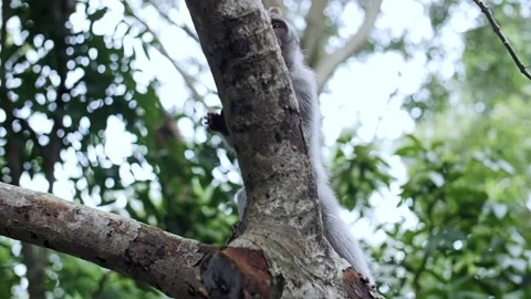Monkeys in the forest climbing branches Stock Footage 229371665