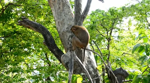 Monkeys in a forest Stockbeeldmateriaal 54584926
