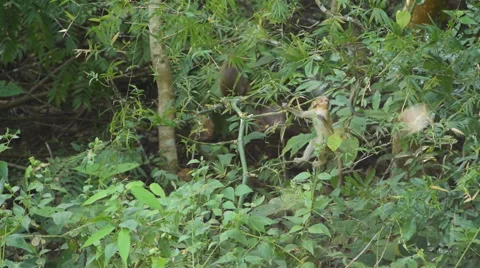 Monkeys in the forest. Stock Footage 56580575