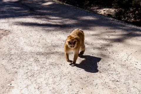 Monkeys in the forest in Morocco Stock Photos
