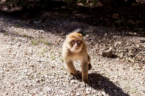 Monkeys in the forest in Morocco Stock Photos