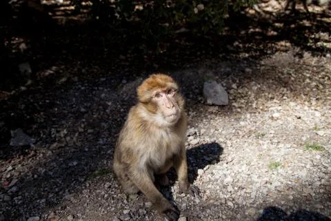 Monkeys in the forest in Morocco Stock Photos