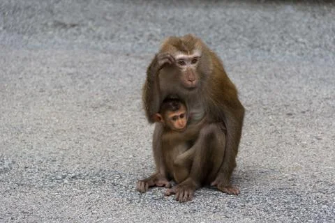 Monkeys in Forest. Stock Photos