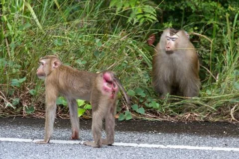 Monkeys in Forest. Stock Photos