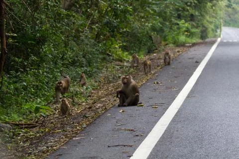 Monkeys in Forest. Stock Photos