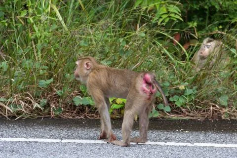 Monkeys in Forest. Stock Photos