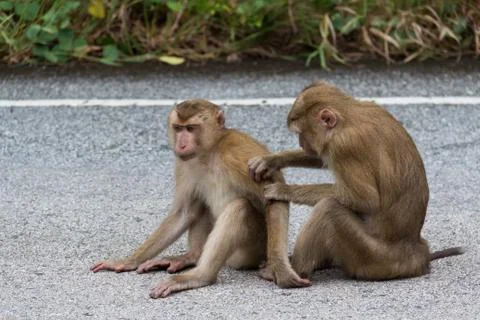 Monkeys in Forest. Foto stock