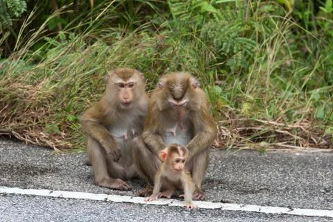 Monkeys in Forest. 스톡 사진