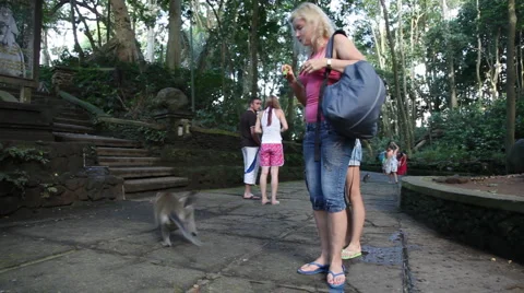 Monkeys forest in Ubud , Bali Stockbeeldmateriaal 979143