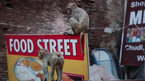 Monkeys in front of Taj Mahal Stock Footage 248938831