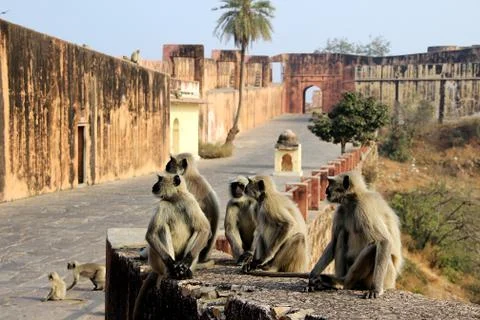 Monkeys Galore at Monument Stock Photos