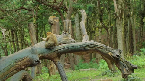 Monkeys gather around a fallen tree in a green forest Vídeo Stock 310754933