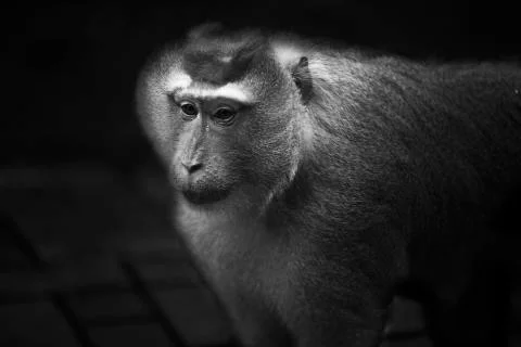 The monkeys gaze  Stock Photos
