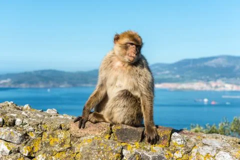 Monkeys from Gibraltar Stock Photos