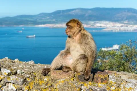 Monkeys from Gibraltar Stock Photos